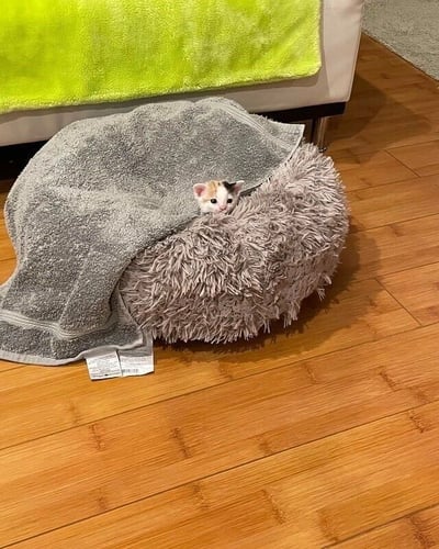 一只可爱的三花小奶猫正从灰色毛绒猫窝里探出头来偷偷观察周围环境。猫窝被一条灰色毛巾半掩着，放在木质地板上，旁边是铺着亮绿色毯子的沙发。小猫咪的眼睛圆溜溜的，表情既好奇又有点胆怯，整个画面温馨治愈。
