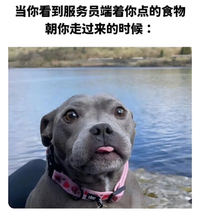 图片上方配有文字'当你看到服务员端着你点的食物朝你走过来的时候：'，下方是一只戴着粉色草莓图案项圈的灰色狗狗，它正抬着头，眼睛睁大，舌头微微伸出，表情充满期待和兴奋，背景是一片平静的湖水和远处的草地。通过狗狗渴望的神情，幽默地表现出人们等待食物时的急切心情。
