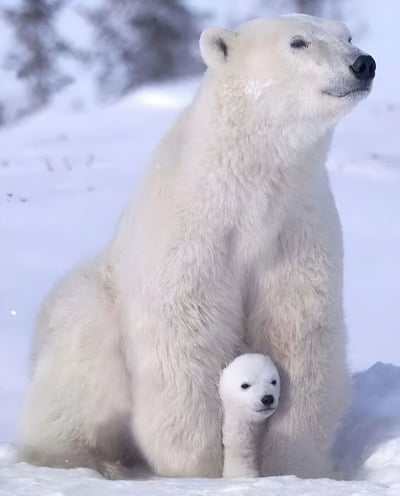 一张展示北极熊妈妈与幼崽在雪地中温馨相依的照片。成年北极熊体型庞大，白色的毛发在雪地背景中显得格外醒目，它坐姿端正，头部微微抬起望向远方。幼崽体型小巧，依偎在母亲的前腿之间，形成一幅充满亲情的画面。