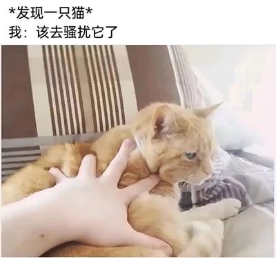 图片上方有文字“*发现一只猫* 我：该去骚扰它了”，下方是一只橘猫躺在床上，一只人手正伸向它准备抚摸。猫咪表情略显不耐烦，体现了铲屎官想与猫咪互动的日常场景，带有幽默搞笑的氛围。