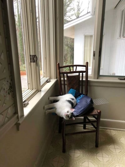 一只黑白相间的猫以极具挑战性的姿势躺在窗边的木椅上。猫咪的身体大部分悬空在椅子边缘，只有前爪搭在窗台上支撑身体，展现出惊人的平衡能力。背景中可以看到窗外的树木和建筑物，室内则是带有花纹的地砖和白色墙壁，营造出温馨的居家氛围。这张照片捕捉到了猫咪好奇心与灵活性的完美结合，既可爱又令人惊叹。