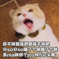 猫咪