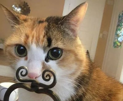 一张近距离拍摄的三花猫特写照片。猫咪有着橙、黑、白相间的毛发，绿色的大眼睛显得十分好奇，鼻子前方有一个黑色螺旋状的金属物件，似乎正用鼻子触碰或观察它。背景是室内环境，隐约可见门和墙壁，整体氛围温馨可爱。