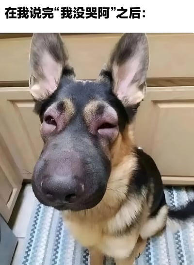 一张德国牧羊犬的照片，狗狗正抬头看着前方，一只眼睛半眯着，表情看起来有些委屈和湿润，仿佛刚刚哭过。图片上方配有文字"在我说完'我没哭阿'之后:"，通过狗狗的表情与文字内容形成反差萌，幽默地表现了嘴硬不承认自己哭泣的可爱场景。