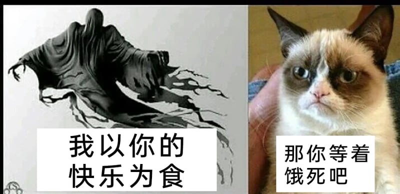 网红宠物猫