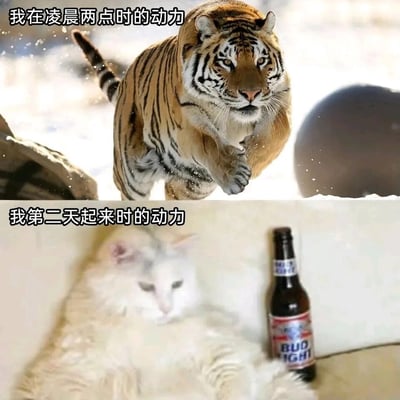 这是一张上下拼接的对比类表情包，上图呈现了一只在雪地中向前奔跑的老虎，它眼神锐利、动作充满力量感，配文“我在凌晨两点时的动力”，用来表现熬夜时人们依旧精力充沛、动力十足的状态；下图是一只瘫在角落的白色猫咪，它眼神涣散、姿态慵懒无力，身旁还放着一瓶百威啤酒，配文“我第二天起来时的动力”，精准还原了熬夜后第二天起床时疲惫不堪、毫无动力的模样。整图通过两种动物的状态反差，生动调侃了当代人熬夜前后的精力变化，引发大众对熬夜日常的共鸣。