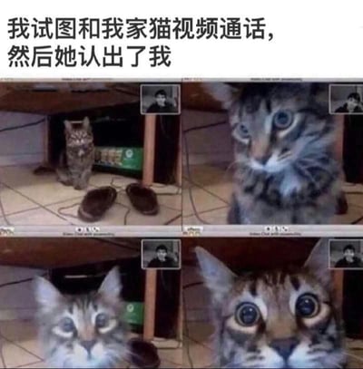 这是一张由四格实拍截图拼接而成的搞笑梗图，顶部配有文字“我试图和我家猫视频通话，然后她认出了我”。四格画面依次展现了狸花猫的反应变化：第一格中猫咪躲在桌子下方，神态平静；第二格猫咪凑近镜头，眼神开始出现变化；第三格猫咪眼睛明显睁大，露出惊讶神情；第四格猫咪眼睛瞪得圆溜溜的，充满了极度震惊的情绪。通过猫咪拟人化的夸张反应，制造出铲屎官和宠物互动的趣味笑点，生动呈现了宠物在视频通话中认出主人时的搞笑瞬间，容易引发养宠人士的共鸣。