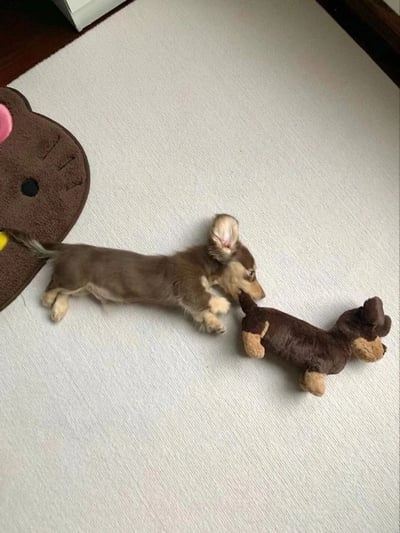 图片中一只棕色的小腊肠犬正趴在浅色地毯上，身体舒展，头部微微偏向右侧，好奇地注视着旁边一个与它外形相似的棕色毛绒玩具。左侧地面上还有一个棕色的猫脸造型毛绒地垫，整体场景温馨可爱，展现了宠物与玩具互动的日常瞬间。