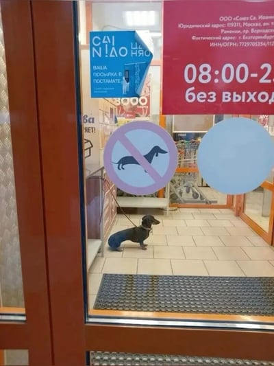 这张照片拍摄了一家商店的入口玻璃门场景。玻璃门上贴有一个醒目的“禁止狗入内”标识，图案为一只腊肠犬被红色斜杠划掉。然而，透过玻璃可以清晰看到，商店内部靠近门口的位置，有一只黑色的腊肠犬被拴着绳子，安静地站在瓷砖地面上，形成鲜明反差。门上方还有蓝色和红色的标牌，红色标牌显示营业时间“08:00-2... без выходных”（无休息日），蓝色标牌有俄文文字“САЙ N !АО НЯО”等，可能是商店名称或服务信息。整体画面因“禁止标识”与“实际有狗”的矛盾产生幽默效果。