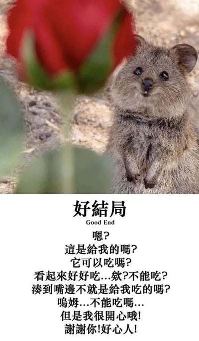 图片上半部分是一只短尾矮袋鼠站立的真实照片，它有着灰褐色的毛发，圆溜溜的黑眼睛，正抬头好奇地注视着前方的一朵鲜艳红玫瑰，表情呆萌可爱。下半部分是白色背景的文字区域，标题为“好结局 Good End”，下方是模拟短尾矮袋鼠内心独白的对话：“嗯？这是给我的吗？它可以吃吗？看起来好好吃...欸？不能吃？凑到嘴边不就是给我吃的吗？呜姆...不能吃吗...但是我很开心哦！谢谢你！好心人！”。整体通过动物的天真视角展现了收到礼物时从疑惑到开心的温暖过程，充满治愈感。