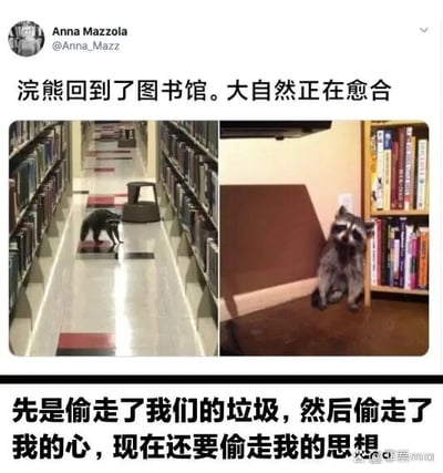 这是一张左右拼接的社交媒体类图文内容，左侧是一只浣熊在图书馆的书架走廊里行走，右侧是另一只浣熊坐在图书馆的书架旁。上方是Twitter（现X）用户Anna Mazzola的推文内容“浣熊回到了图书馆。大自然正在愈合”，下方配有中文趣味文字“先是偷走了我们的垃圾，然后偷走了我的心，现在还要偷走我的思想”，右下角带有“@看miao”的水印。内容通过浣熊闯入图书馆的可爱场景，用递进的拟人化文字表达了对浣熊的喜爱，“偷走思想”是调侃浣熊来到充满书籍的图书馆，仿佛要“吸收知识、偷走思想”，充满轻松的幽默感，将浣熊的可爱与图书馆的场景结合，营造出趣味反差感。