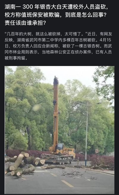 这是一起发生在湖南省武冈市第二中学的古树木盗伐事件，一棵拥有300年树龄的古银杏在白天被校外人员违规砍伐，校方称值班保安被欺骗。目前当地森林公安已介入侦办案件，相关人员已被刑事拘留。配图为事件现场实拍，画面中可见吊车停在校园道路上，被砍倒的银杏树干被截成段堆放在路面，周围是校园内的绿植，场景令人惋惜，引发社会对古树保护和校园管理的讨论。