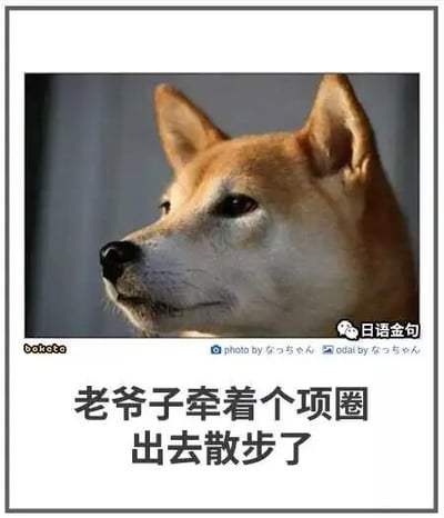 这是一张图文混排的搞笑梗图，主体是一张真实拍摄的柴犬照片，柴犬头部侧转，眼神看向画面左侧，表情落寞无奈，仿佛带着失落的情绪。图片下方配有文字“老爷子牵着个项圈出去散步了”，结合柴犬的表情，形成了幽默的反差效果：主人出门散步只带走了项圈，却将柴犬遗忘在了家中，柴犬的神态完美契合被遗忘后的失落感，用这种生活化的乌龙场景制造笑点。图片带有多处水印，左下角标注“bokebe”，右下角有“日语金句”的标识，图片底部偏右位置还有摄影师署名“photo by なっちゃん odai by なっちゃん”。