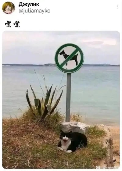 这张实拍的静态单图展现了海边岸边的趣味场景：画面中竖立着一块绿底白圈配黑色斜杠的禁止狗狗进入的标识牌，明确限制了狗狗的进入；而在标识牌下方的草地上，一只黑白花色的猫咪正蹲坐于此，它张嘴露舌，神态看起来十分得意，仿佛在因为规则仅针对狗狗，自己不受限制而窃喜。图片左上角带有海外社交平台用户“Джулик（@juliamayko）”的账号信息，下方配有中文“嘿嘿”字样，进一步烘托出猫咪的得意氛围；右下角则有“@meme图吧”的水印，表明该图在国内的传播来源。整个画面利用规则的局限性制造出搞笑的反差感，充满生活趣味。