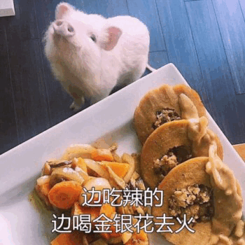 边吃辣边喝金银花的小猪