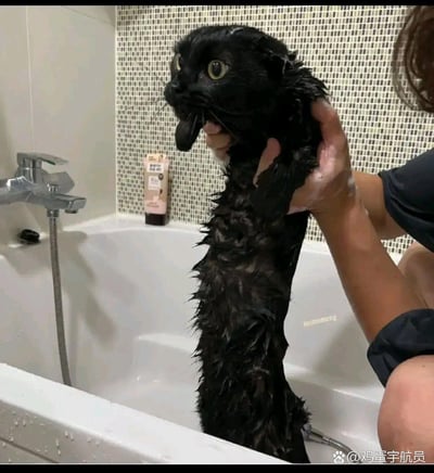 在浴室的浴缸中，一只黑猫正被人抓着洗澡，黑猫全身毛发被水打湿，眼睛瞪大、舌头耷拉下来，露出抗拒又惊恐的表情。而因为拍摄的视觉错位，人的手和黑猫的身体重合，让黑猫看起来像是拥有超长的脖子，瞬间变成‘长颈怪物’，画面滑稽又搞笑。
这是典型的视觉错位效果：人的手部位置和黑猫的身体在画面中重叠，造成了黑猫脖子被拉长的假象，放大了给猫洗澡时的搞笑反差感。