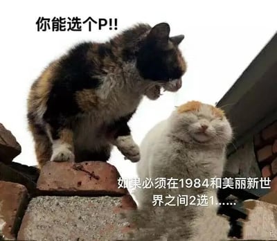 这是一张文字加注的动物梗图，图中有两只真实猫咪：一只三花猫愤怒嘶吼，抬起爪子，表情暴躁；旁边的橘白猫闭着眼睛，一脸淡定平静。图中配文分为两部分，下方文字是“如果必须在1984和美丽新世界之间2选1……”，上方是暴躁猫对应的怒吼“你能选个P!!”。《1984》与《美丽新世界》都是知名的反乌托邦文学作品，描绘的都是压抑、糟糕的极端世界，这个选择本身就是两难且令人抗拒的，用两只猫咪的情绪反差，搞笑地表达了面对这种无意义的糟糕选择时的崩溃、抗拒与不想选择的心态，没有双关或谐音梗。