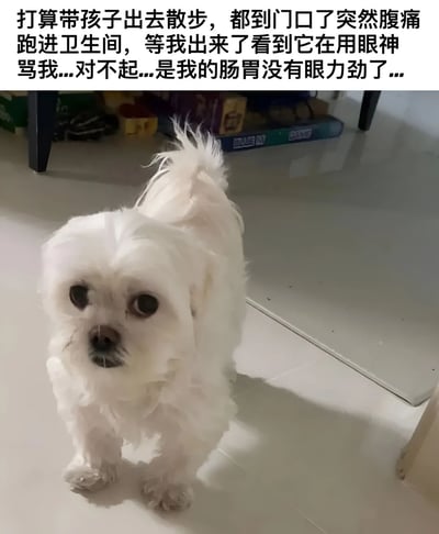 图片上方是一段文字描述，讲述主人本打算带狗狗出去散步，却因突发腹痛跑进卫生间，出来后看到狗狗正用不满的眼神看着自己。图片下方是一只白色卷毛小狗站在瓷砖地板上，表情看起来有些严肃和不满，似乎在责怪主人取消了散步计划。