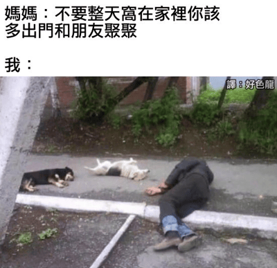 图片上方是妈妈的催促：“不要整天窝在家里你该多出门和朋友聚聚”，下方对应“我：”的场景——一名男子趴在路边的地上，身旁还有两只狗同样躺着休息，画面右上角标注“译：好色龙”。通过母子对话与现实场景的反差，幽默展现了年轻人被家长催促社交时，却只想像地上的人和狗一样“躺平”的无奈心态。其中“好色龙”是谐音梗，用来调侃这种慵懒不愿动弹的状态。