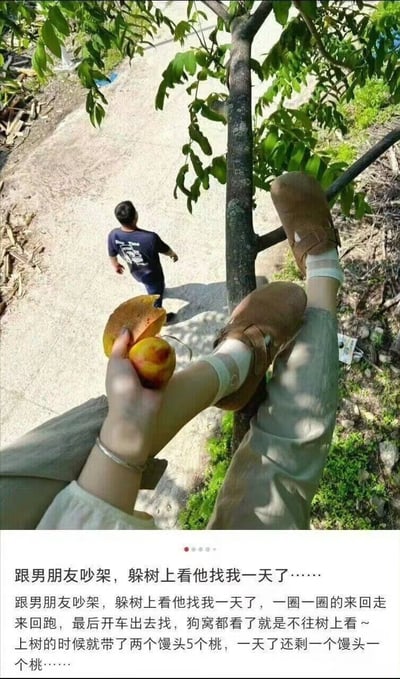 这张图片记录了一位女生因为和男朋友吵架，爬到树上避难的有趣场景。女生蜷坐在树杈上，手里拿着剥好的桃子，悠闲地吃着，下方远处有一名男生在路上四处寻找。配文幽默地描述了整个'树上看他找我一天'的情形，还透露被寻找的人心态淡定，带了5个桃子以备消遣。画面生动有趣，展现了一种撒娇式的冷战和“避难式”搞笑日常。配文还强调了“慢头桃子”，略有谐音调侃，增加趣味性。

图中存在轻微的谐音梗（慢头=馒头，实际为桃子）、情感调侃和生活智慧小幽默。