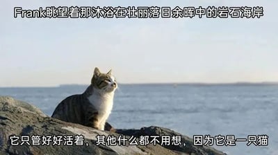 图片中一只灰白相间的猫（被命名为Frank）坐在岩石海岸上，背景是广阔的海面和落日余晖。图片上方配有文字“Frank眺望着那沐浴在壮丽落日余晖中的岩石海岸”，下方文字则转折为“它只管好好活着，其他什么都不用想，因为它是一只猫”。通过将猫咪拟人化的诗意眺望与“猫不需要思考”的直白现实形成幽默对比，营造出轻松治愈的氛围。