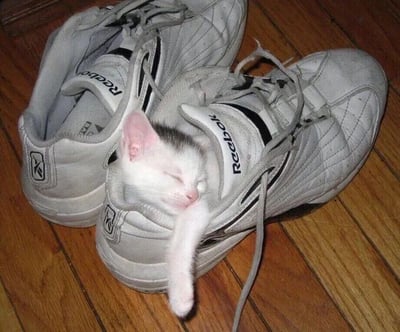 一只浑身雪白、带有灰色毛发的小奶猫蜷缩在一只白色Reebok运动鞋里熟睡，眼睛紧闭，小爪子从鞋口自然伸出，神态安详。另一只同款运动鞋斜放在旁边，鞋带松散，两只鞋均置于木质地板上，整体画面充满生活气息与温馨治愈感，展现了小动物与日常物品结合的萌趣瞬间。