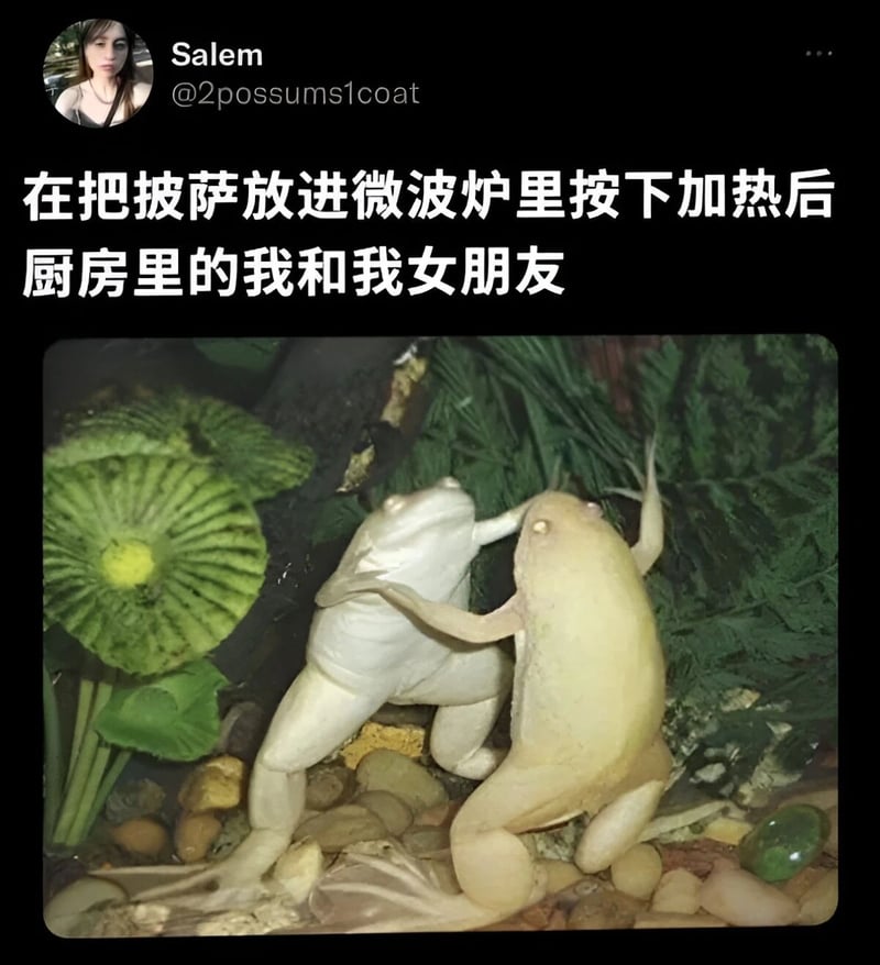 青蛙
