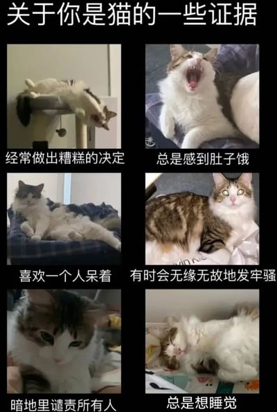 这是一张2x3网格布局的多图拼接梗图，标题为“关于你是猫的一些证据”。图中包含六张不同的猫咪照片，每张照片下方配有一句描述人类行为的文字，通过幽默的方式将猫咪的习性与人类的某些特点进行对比。具体内容为：左上角猫咪趴在猫爬架上身体悬空，配文“经常做出糟糕的决定”；右上角猫咪躺着张嘴打哈欠，配文“总是感到肚子饿”；左中猫咪趴在床上伸展身体，配文“喜欢一个人呆着”；右中猫咪趴在床上睁大眼睛看向前方，配文“有时会无缘无故地发牢骚”；左下角猫咪近距离直视镜头，配文“暗地里谴责所有人”；右下角猫咪蜷缩身体睡觉，配文“总是想睡觉”。整体风格轻松搞笑，容易引发观众共鸣。