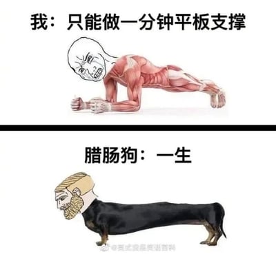 这是一张上下结构的对比搞笑图，上半部分展示了一个带有人类痛苦表情的肌肉拟人形象，正吃力地做着平板支撑，配文“我：只能做一分钟平板支撑”，体现出人类完成平板支撑的艰难；下半部分是一只拼接了人类头部的腊肠狗，配文“腊肠狗：一生”，由于腊肠狗天生的长躯干短四肢的体态，看起来就像一直在做平板支撑，通过这种人类健身的艰难和动物天生体态的对比，制造出强烈的反差笑点，调侃了平板支撑对人类的考验，同时也利用动物的外形特点创造趣味梗。