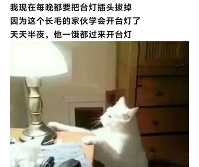 图片上方配有文字说明：'我现在每晚都要把台灯插头拔掉 因为这个长毛的家伙学会开台灯了 天天半夜，他一饿都过来开台灯'。下方是一张实拍照片，一只白色长毛猫正坐在桌子上，前爪伸向亮着的台灯开关，背景可见木质梳妆台，展现了猫咪因饥饿半夜自己开灯的有趣场景，主人对此既无奈又觉得好笑。