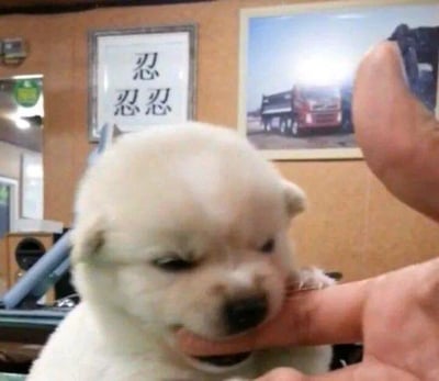 这是一张静态单图，画面主体是一只奶白色的幼犬，它皱着眉眼，神情委屈又带着点气鼓鼓的感觉，正轻轻咬着人的一根手指，仿佛在通过这种方式发泄自己的小情绪。背景是室内的木质墙面，墙上挂着一幅带框的文字装饰，上面写着“忍 忍忍”，旁边还有一张印有红色卡车的海报。这张图将小狗委屈压抑的神态与背景的“忍忍”文字相结合，精准地具象化了人们在生活、职场中遇到烦心事却不得不忍耐、压抑情绪的状态，很容易引发观者的情绪共鸣，常被用作表情包来抒发这类感受。