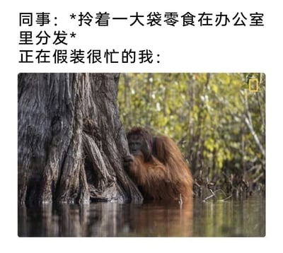 这是一张结合真实摄影照片与文字的搞笑职场梗图。上方文字构建了办公室场景：同事正拎着一大袋零食在办公室里分发，而“正在假装很忙的我”对应的是下方照片里的猩猩——这只猩猩躲在粗壮的大树树干后方，身体大半浸在水中，一只手抓着树干，眼神偷偷向外张望，神态既期待又小心翼翼。这个组合精准戳中了打工人的日常心态：明明在假装认真工作，却无法抗拒零食的诱惑，既想拿到零食又不想被发现没在专心工作，用动物的神态生动还原了这种纠结又好笑的状态，引发职场人的强烈共鸣。