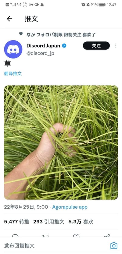 这是一张X平台的推文截图，顶部显示手机状态栏信息，推文发布者为带官方蓝V认证的Discord Japan账号，账号ID为@discord_jp。推文正文仅包含一个汉字“草”，下方配实拍图：画面主体是大片的绿色青草，一只人手从画面左下角伸出，攥住一把青草。推文发布时间为2022年8月25日9:00，发布工具为Agorapulse app，该推文获得5477次转推、293次引用、5.3万次点赞。此处“草”存在双关：日语网络用语中“草”用来表示大笑，配图则对应“草”的植物本义，形成趣味玩梗内容。