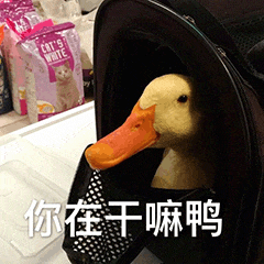 图片中一只黄色脑袋、橙色嘴巴的宠物鸭从黑色包里探出头，背景可见粉色包装的“CAT MATE”等宠物用品。图片底部配有文字“你在干嘛鸭”，利用“鸭”（动物）与“呀”（语气词）的谐音双关，营造出可爱俏皮的氛围，仿佛鸭子在好奇地询问观察者在做什么。