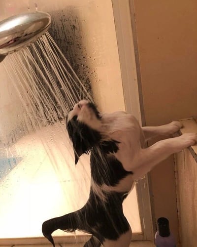 图片中一只黑白相间的猫咪正在淋浴间里被水淋湿，它用后腿站立，前爪紧紧抓住淋浴间的边缘，头部后仰，似乎在躲避从头顶淋浴头喷出的水流。猫咪的毛发被完全打湿，紧贴身体，表情看起来十分痛苦和抗拒，身体呈现出紧绷的姿态。淋浴间的墙壁上有一些水渍，角落处放着一瓶洗护用品。整个场景生动展现了猫咪对洗澡的典型厌恶反应，让人忍俊不禁。