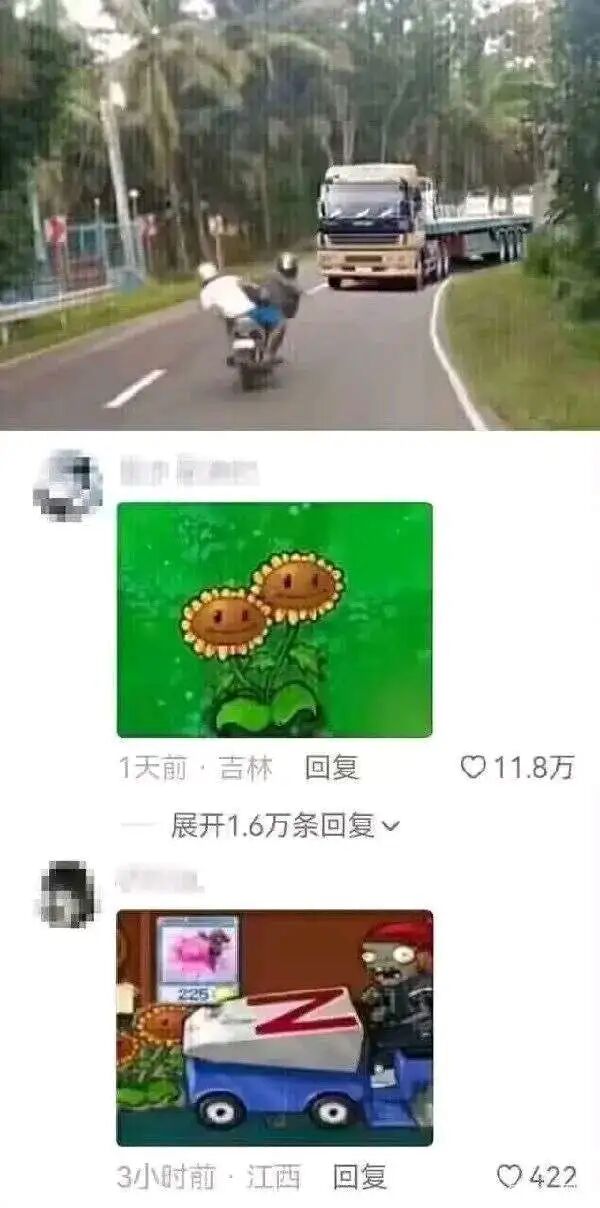 双胞向日葵