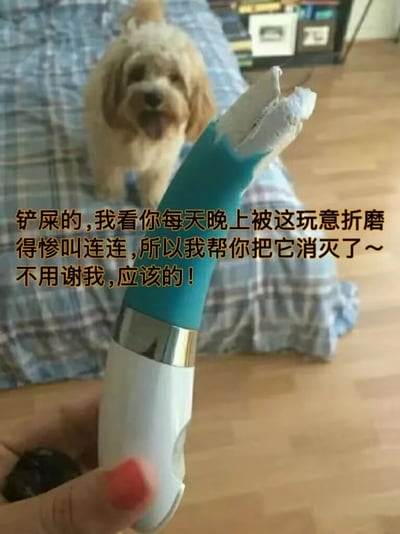 一只毛茸茸的小狗坐在床上,吐着舌头露出开心表情。前景中一只手拿着一个被严重咬坏的电动牙刷,牙刷头已经断裂,蓝色手柄上还有明显的咬痕。图片配有拟人化文字,从小狗视角调侃主人被电动牙刷"折磨",所以帮主人"消灭"了它,展现了宠物调皮捣蛋却又让人无奈的可爱瞬间。