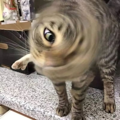 一只虎斑猫的面部因为拍摄角度或后期处理产生了夸张的扭曲效果，一只眼睛显得异常巨大突出，脸部肌肉呈现漩涡状变形，身体姿态保持站立但头部比例失调。背景中可见家庭环境的桌面和装饰品，整体画面因猫咪面部的怪异扭曲产生强烈的喜剧效果。