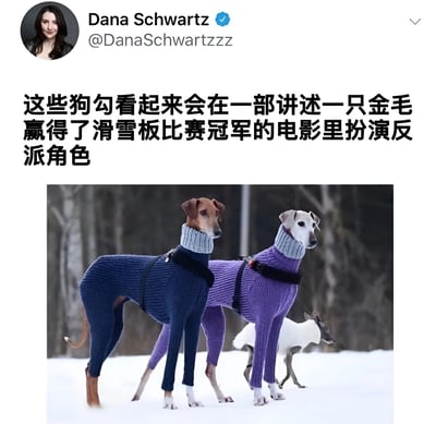 这是一张Twitter（X）用户Dana Schwartz发布的帖子截图，内容为三只穿着毛衣的狗狗站在雪地森林中的照片，配文幽默地称这些狗看起来会在一部讲述金毛赢得滑雪板比赛冠军的电影里扮演反派角色。图片上方是用户的头像、名称和用户名，下方是狗狗的照片，整体风格轻松有趣。