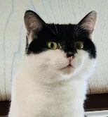 一只黑白相间的猫咪特写，脸部为黑色，身体为白色，双眼圆睁，微微仰头凝视前方，背景是浅色木质纹理墙面，整体画面清晰，聚焦于猫咪的面部表情。