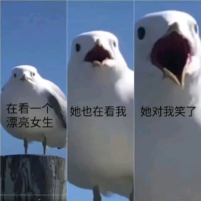 三格拼接的海鸥表情包，以递进式构图展现海鸥从远景到特写的变化。第一张图海鸥平静站立，配文“在看一个漂亮女生”；第二张图海鸥靠近镜头，嘴巴微张，配文“她也在看我”；第三张图海鸥特写，嘴巴大张，配文“她对我笑了”。通过文字与画面的反差制造幽默效果，暗示所谓的“美女互动”其实是海鸥靠近的错觉。