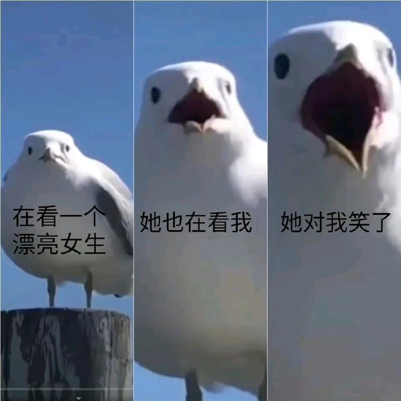 海鸥