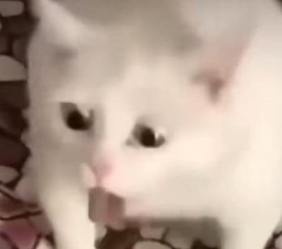 图片中是一只白色的猫，处于特写镜头下，毛发洁白，眼睛圆睁，眼神灵动，表情看起来有些好奇。背景模糊，主要聚焦于猫咪的面部和上半身，展现出猫咪的可爱神态。