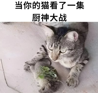 图片上方有黑色文字'当你的猫看了一集厨神大战'，下方是一张实拍照片：一只灰色虎斑猫趴在浅色平面上，前爪抱着一只小老鼠，小老鼠身上还放着几片绿色叶子。猫咪表情平静专注，仿佛在模仿烹饪节目中的厨师处理食材，整体营造出幽默搞笑的氛围。