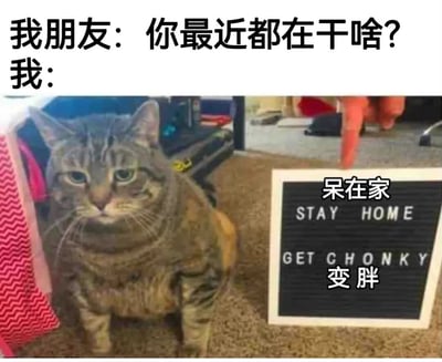 图片上方是对话文字“我朋友：你最近都在干啥？我：”，下方是一只体型圆润的虎斑猫坐在地毯上，旁边放着一块黑板，黑板上用英文写着“STAY HOME GET CHONKY”，并配有中文翻译“呆在家”和“变胖”。整体通过胖猫和标语幽默地表达了“最近只是呆在家变胖了”的自嘲。