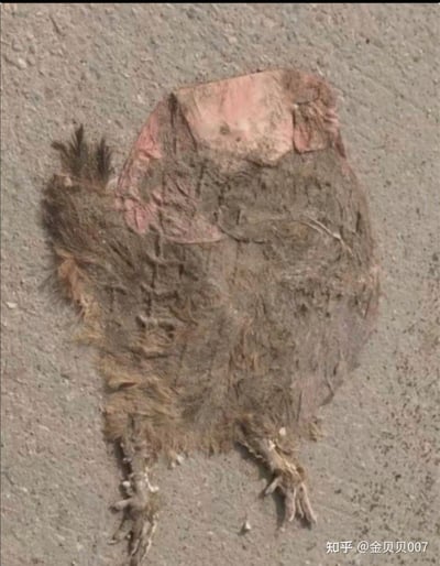 这是一张利用视觉错位效果的图片，地面的粗糙纹理、类似鸡爪的物体与上方的粉色区域组合在一起，第一眼看上去酷似一只被压扁的鸡，但实际上只是地面的自然纹理和偶然的物体摆放形成的视觉错觉，容易让人产生误解。