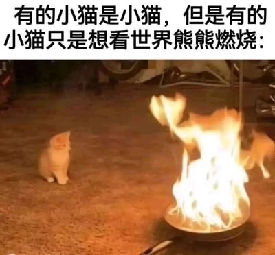 图片上方配有文字“有的小猫是小猫，但是有的小猫只是想看世界熊熊燃烧：”。下方是一张实拍照片，左侧有一只橘猫安静地坐在地毯上，扭头看向右侧；右侧地面上有一个平底锅，锅内火焰熊熊燃烧，另一只橘猫正靠近火焰，似乎在观察或与火焰互动。整体通过两只猫咪的不同状态形成幽默反差，左边的猫岁月静好，右边的猫则仿佛带着“破坏欲”，让人会心一笑。
