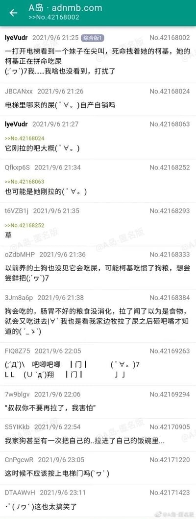 这是一张A岛匿名版的论坛帖子截图，楼主（用户lyeVudr）于2021年9月6日分享了自己的电梯尴尬奇遇：打开电梯门时，看到一名妹子正尖叫着死命拽住自己的柯基，而这只柯基正在电梯里吃屎，楼主见状尴尬表示“我啥也没看到，打扰了”。后续楼层的匿名网友们针对这件事展开了充满趣味的讨论：有人调侃屎的来源，猜测是柯基刚拉的或是妹子拉的；有人分享自家宠物吃屎的类似经历，比如自家狗把屎拉进饭碗里；还有人玩起了搞笑梗，模仿小孩的语气说出“叔叔你不要再拉了，我害怕”这样的玩笑话，甚至有网友用拟声词和符号模拟柯基吃屎的场景。整个帖子围绕宠物吃屎的尴尬场景展开，网友们的回复充满调侃和搞笑氛围，将原本尴尬的事件转化为滑稽的趣事。
