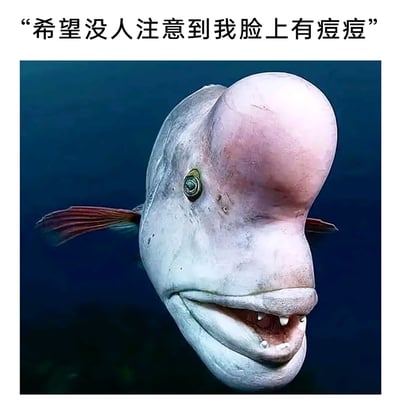 这是一张趣味拟人梗图，主体是经过面部修改（添加了类似人类的牙齿）的深海鱼类水滴鱼，它的脸颊处有一处小凸起，图上方配文“希望没人注意到我脸上有痘痘”。创作者将水滴鱼的面部凸起类比为人类的痘痘，用拟人化的方式，生动表现出人们长痘后担心被他人发现的局促、尴尬心态，精准戳中了很多人在意自身小瑕疵的心理，充满搞笑幽默的氛围。