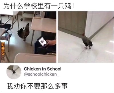 这是一张多图拼接的搞笑梗图，由两张真实拍摄的学校场景图和一个X平台（原推特）账号截图组成。上方左图展示一只鸡出现在学校教室的课桌之间，有人正用手机拍摄它；上方右图是这只鸡在学校走廊里的画面。下方是名为“Chicken In School”（账号@schoolchicken_）的X平台账号截图，搭配中文文字“为什么学校里有一只鸡！”和“我劝你不要那么多事”，将鸡拟人化，仿佛它是学校的“常驻人员”，对好奇的人摆出不耐烦的态度，用荒诞的场景制造出搞笑戏谑的效果。